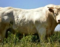 Acordo amplia exportação de gado do Brasil para Turquia