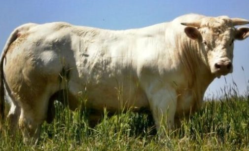 Brasil exportará lote de gado vivo para Turquia
