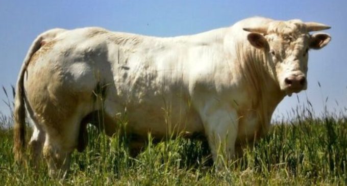 Turquia liberou permissões para importação de gado vivo