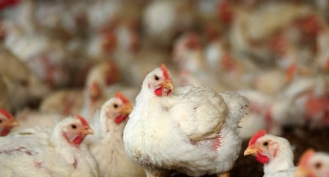 BRF compra Banvit, maior produtora de aves da Turquia