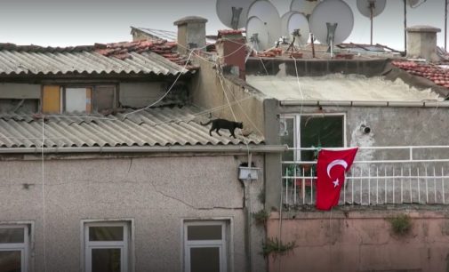 Estreia no Brasil o filme turco ” Gatos “