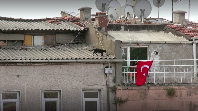 gatos filme documentário turco turquia istambul