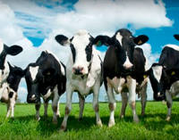 Associação turca “deporta” 40 vacas holandesas em retaliação