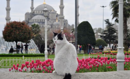 Filme ‘ Gatos ‘ mostra a natureza livre dos felinos em Istambul