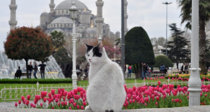 Filme ‘ Gatos ‘ mostra a natureza livre dos felinos em Istambul
