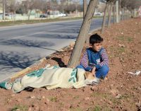 Garoto refugiado conforta cadela atropelada na Turquia até a ajuda chegar
