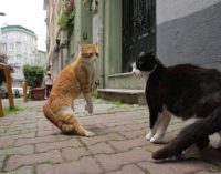 Por que uma cineasta fez um filme sobre os gatos de Istambul 