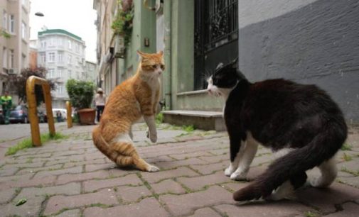 Por que uma cineasta fez um filme sobre os gatos de Istambul 