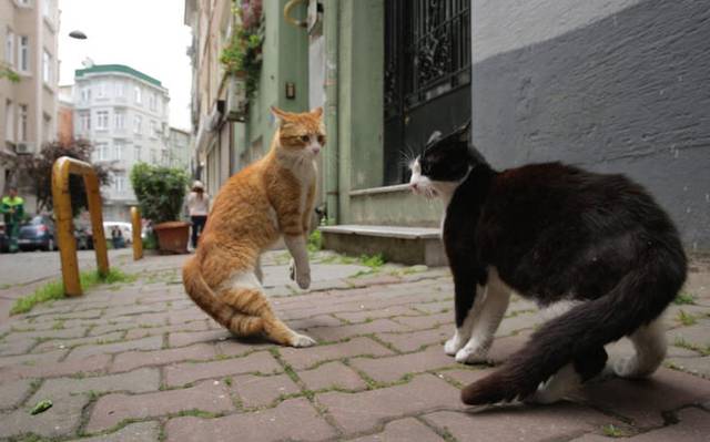 gatos-filme-turquia-cinema-documentario-istambul-brigando