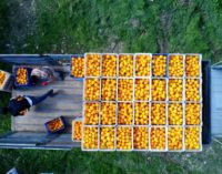Rússia devolve 370 toneladas de tangerinas da Turquia devido a pragas
