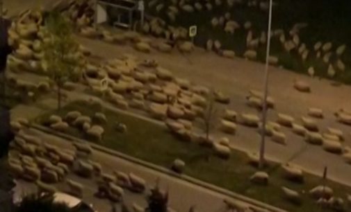 Em isolamento, cidade turca é invadida por… ovelhas