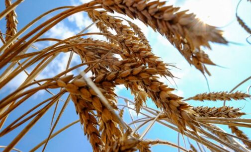 Rússia e Turquia devem realizar conversações sobre as exportações de grãos da Ucrânia 