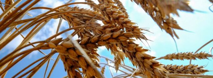 Rússia e Turquia devem realizar conversações sobre as exportações de grãos da Ucrânia 